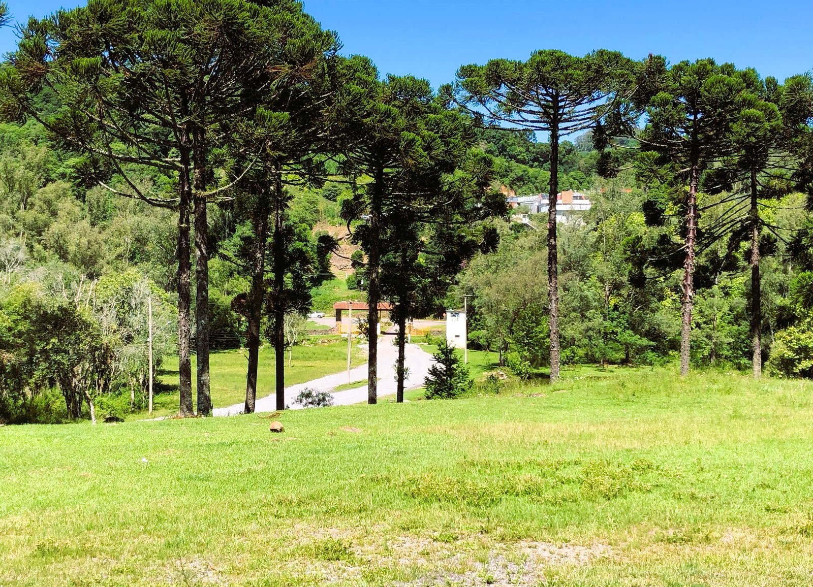 Gramado e vegetação (árvores e araucárias)